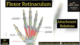 Flexor Retinaculum of Hand 🖐️  Attachments  Relations  anatomynote anatomy Handamppalm [upl. by Tim331]