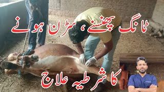 MPD in cow  Stringhalt  upward fixation of patella  سڑن، سرکن، سرنیل، سرنی  Dr Furqan Basheer [upl. by Korb]