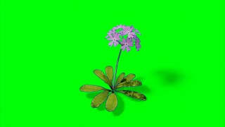 Pink flower animation green screen no copyright  Flower green screen animation [upl. by Agnesse]