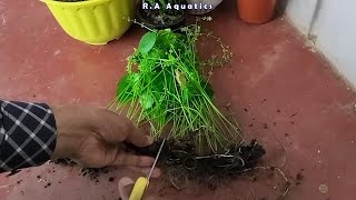 How to propagate Whorled Pennywort Plant  How to propagate Hydrocotyle Verticillata Plant [upl. by Ralyks900]