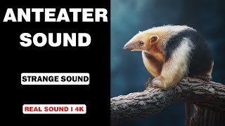 Real Anteater Sounds  High Quality  Strange Anteater Sound Experience  4K [upl. by Acsisnarf]