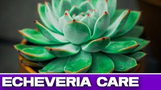 Echeveria  Lakshmi Kamal plant care  Succulent plant 1  House plant3 [upl. by Burr]