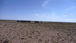 Gobi Desert in 360 Grad  South Gobi Desert Camel Trekking  Camels in Mongolia [upl. by Nylyram]