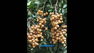 longan tropical fruit tree of the soapberry family longan [upl. by Leira25]