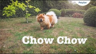 Chow Chow Puppies amp Dogs  Breed Facts amp Information  Petplan [upl. by Niehaus]