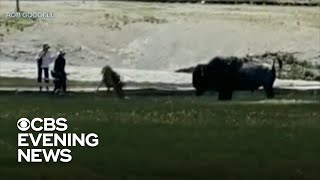 Bison attacks family in Yellowstone National Park [upl. by Akerdnahs816]