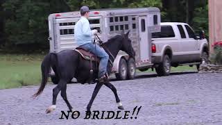 FAMILY FRIENDLY BLACK KENTUCKY MOUNTAIN GELDING NATURALLY GAITED SUPER SMOOTH [upl. by Bolten534]