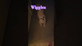 😍 Anything morkie rescue dogs doglovers pets puppylove funny shorts cute love adopteddog [upl. by Auqenahs529]