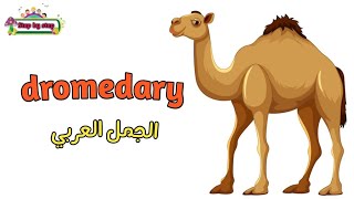 نطق كلمة Dromedary الجمل العربي 🗣️ How to pronounce dromedary 🗣️ إزايتنطقهاصح 🗣️✔️ [upl. by Frayne]