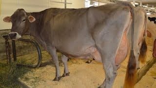 Brown Swiss Dairy Cattle  Wellbalanced High Milk Volume [upl. by Nels]