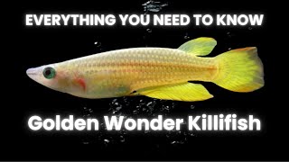 Care Guide  Golden Wonder Killifish [upl. by Gneh]