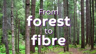 Sustainable Wound Care  From Forest to Fibre [upl. by Kyle47]