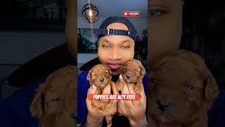 Adorable twos save funny dog pets puppy poodle shortsreels youtube content toypoodle [upl. by Papp369]