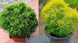 Euodia plant care  How to care aralia plant  Ball aralia plant [upl. by Naashom]