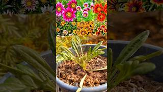 ନର୍ସରି ଯାଉ ଥିଲେ ନିହାତି ଆଣନ୍ତୁWinter Flower Plant gazania odia viral tips grow plants [upl. by Esiuqcaj]