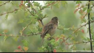 Getting to grips with warblers 3  Reed Warbler Vs Sedge Warbler [upl. by Brezin974]