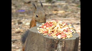 Ardilla macho y hembra de pelo invernalmale and female squirrel fur winter [upl. by Imotas]