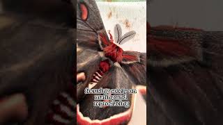 The Cecropia Moth Is The Largest Moth In North America  Facts Animal cecropiamoth butterfly [upl. by Ogata]