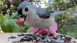 Tufted Titmouse Gets Peanut [upl. by Ynagoham]