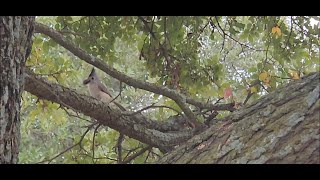 A Glimpse of Cuteness  Black Crested Tufted Titmouse great lighting to see pretty coloration [upl. by Burkitt284]