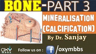 BONE PART 3  MINERALISATION CALCIFICATION [upl. by Shem]