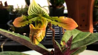 Slipper Orchid Care Paphiopedilum venustum Orchid what a cool orchid [upl. by Aklog776]