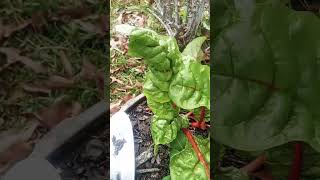 My Swiss Chard is growing like crazy [upl. by Sears143]