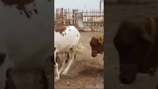 Bachia ki mastia cowmandi cow bakrmandi bakramand animals cowlover viralvideo reels [upl. by Bilicki]