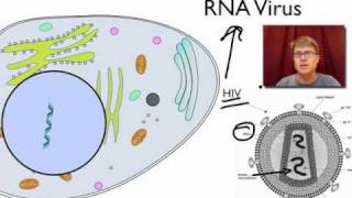 Viral Replication [upl. by Renruojos]