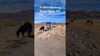 Wild Mustangs Chillin By Washoe Lake wildhorses mustangs [upl. by Ybeloc165]