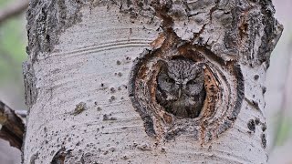 Western Screech Owl [upl. by Aziul757]