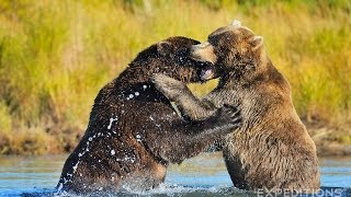 Alaska Grizzly Bears Fighting  Alaska Brown bears wrestling [upl. by Bryana593]