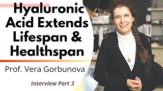 Hyaluronic Acid Extends Lifespan amp Healthspan  Professor Vera Gorbunova Ep3 [upl. by Halika]