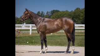 Keeneland November Horses of Racing Age SaleHip 4228 Fleet Street [upl. by Ally966]