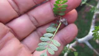 Transplanting potted Frankincense tree [upl. by Rokach]