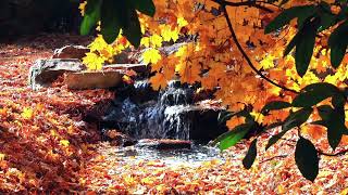 1 Hour Tranquil Autumn Stream and Nature Sounds  Tree of Lyfe Collection [upl. by Attehcnoc]