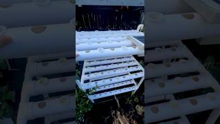 SOLAR AQUAPONIC LETTUCE X 500 garden homeaquaponics paulstingray gardening [upl. by Ward]