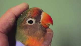 Lovebird Beak Trim by Dr G [upl. by Hgieloj]