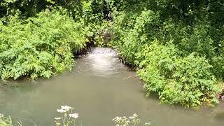 19th may 2024  duck race [upl. by Darcey39]