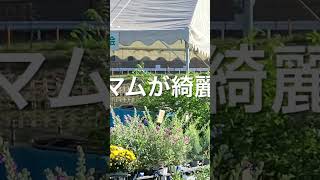 秋晴れガーデニング日和宝塚あいアイパークで植木祭りやってるよ気持ちの良い朝勝間和代さん今日もいいこと教えてくれてる [upl. by Elockin94]