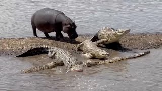 Hippo shows crocodiles whos the real boss [upl. by Birkner371]