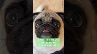 Babette the pug 3 weeks after BOAS Laser Surgery [upl. by Ynnod]