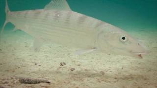 Itus Bones Trailer  Fly fishing for Bonefish on Aitutaki [upl. by Orling]