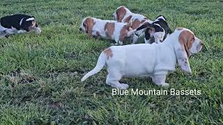 Outside adventures with 8 week old basset hound puppies [upl. by Bartram]