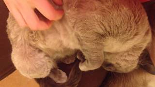 Stress Relief Tonkinese Cat Cuddle [upl. by Seiber83]