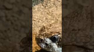 Prairie rattlesnake at Pittsburgh Zoo and aquarium September 2023 zoo [upl. by Constantina]