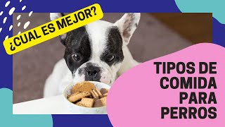 Pienso vs Comida Húmeda Elige la mejor comida para tu Perro [upl. by Oeflein204]