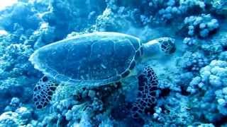 PACHELBEL  Canon Rock Remix borntohitexx mix  Musicshake with coral reef [upl. by Bohs]