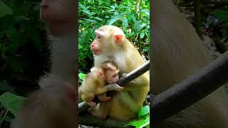 Best Action Of Lovely Lexi Very Enjoying To Play full Day babymonky babyanimal animals [upl. by Pacheco]