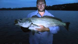 MULLOWAY quot Predators Of The Estuary quot REEL IT IN [upl. by Anitsyrc]